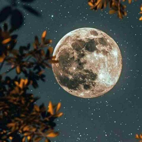 دانلود آهنگ تیکه پاره تر از این گلای پرپرم