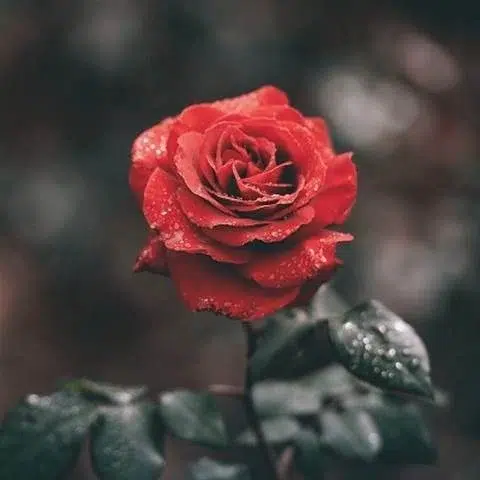دانلود آهنگ عشوه بی اندازه داری