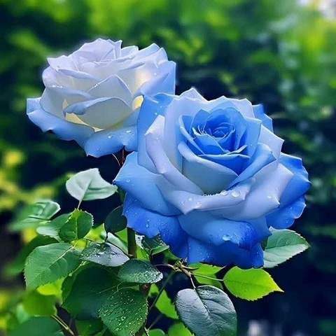 دانلود آهنگ گل های گل خونه ای