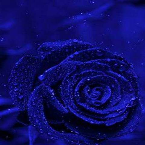 دانلود آهنگ ستاره خونم شدی تو وصله جونم شدی