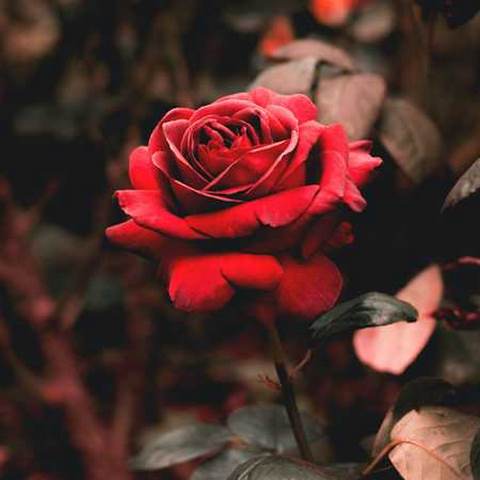 دانلود آهنگ گیس فرفریگم چاو قشنگگم