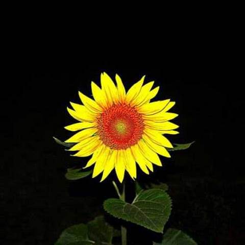دانلود آهنگ له دوای کوچکت با صدای مرد و زن